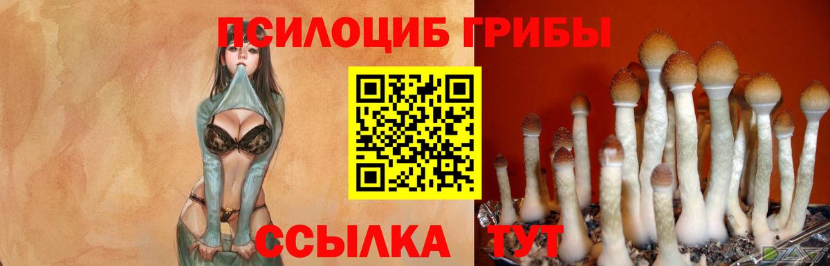 Галлюциногенные грибы Cubensis Красный Сулин